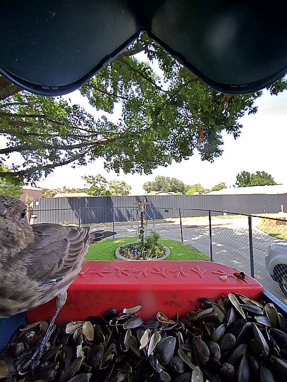 20250806-151043_8afa9477d1e5_Common_Starling_02_b2452366 1